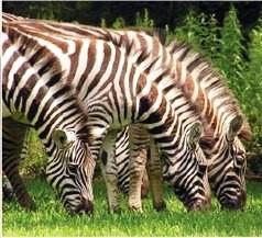 Safari Waters Ranch - Land