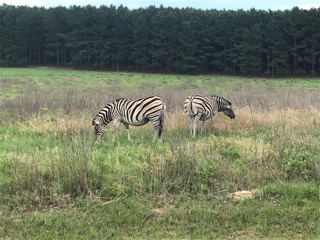 Safari Waters Ranch - Land