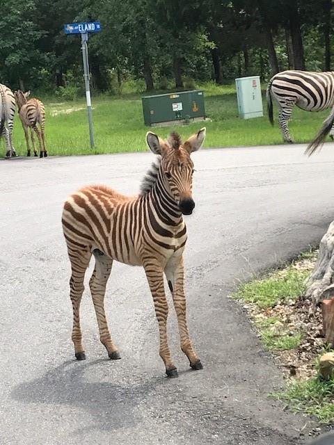 Safari Waters Ranch - Land