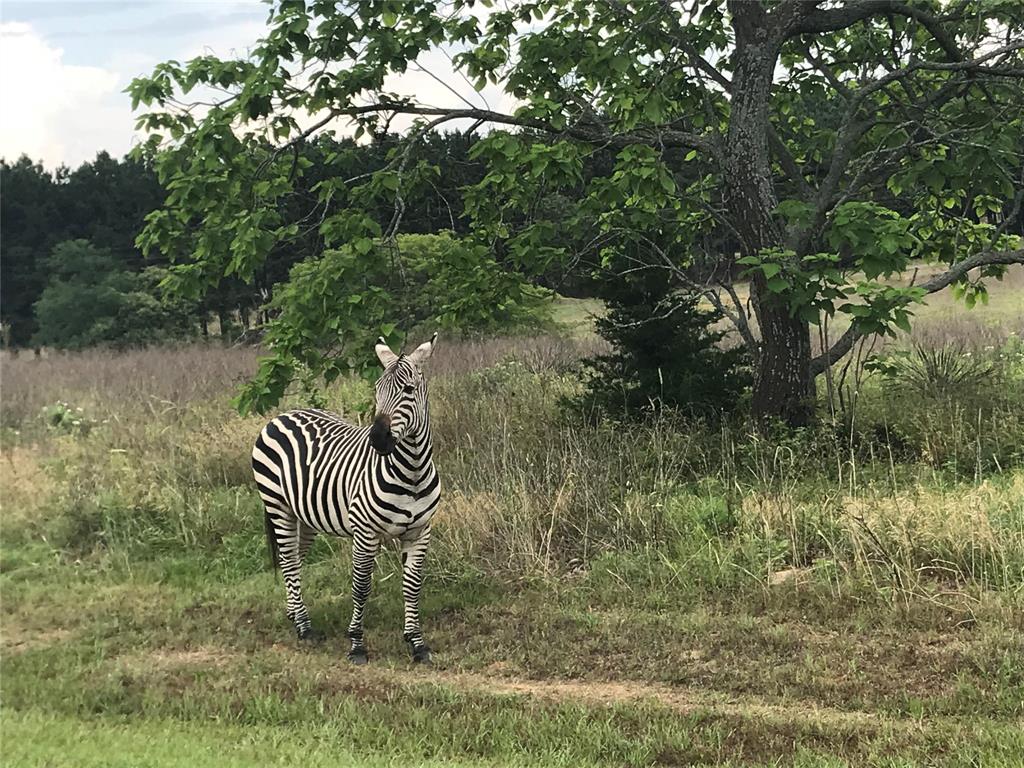Safari Waters Ranch - Land