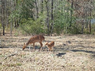 Safari Waters Ranch - Land