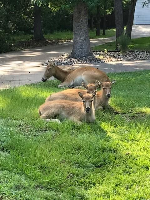 Safari Waters Ranch - Land