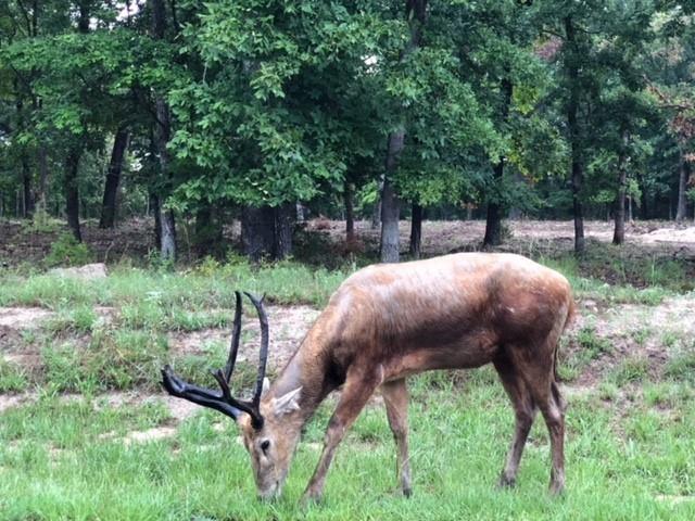 Safari Waters Ranch - Land