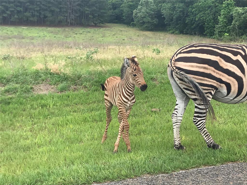 Safari Waters Ranch - Land