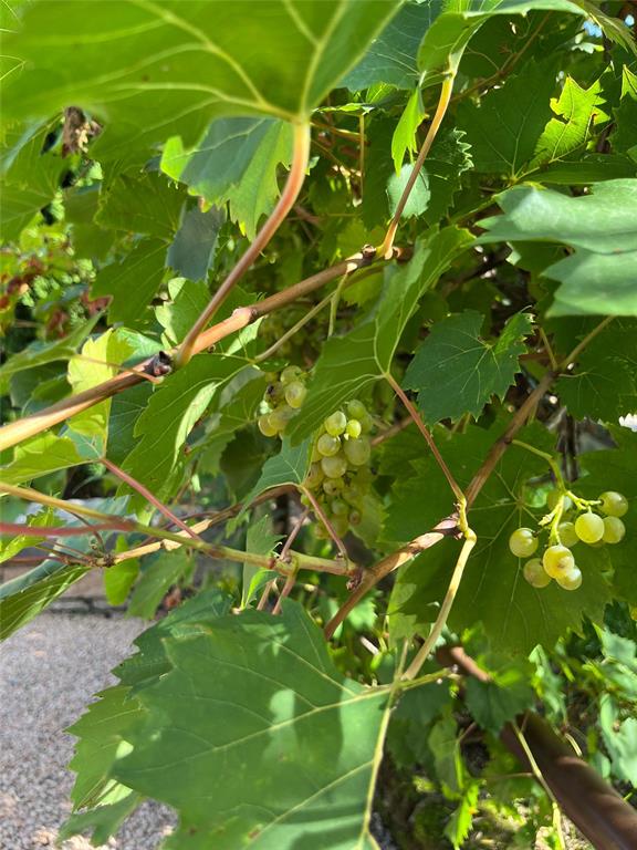 La Pavarana - Residential