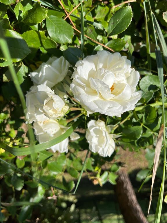 La Pavarana - Residential