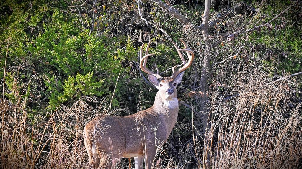 100.68 Acres, R. Rogers Survey, A-859 - Farm