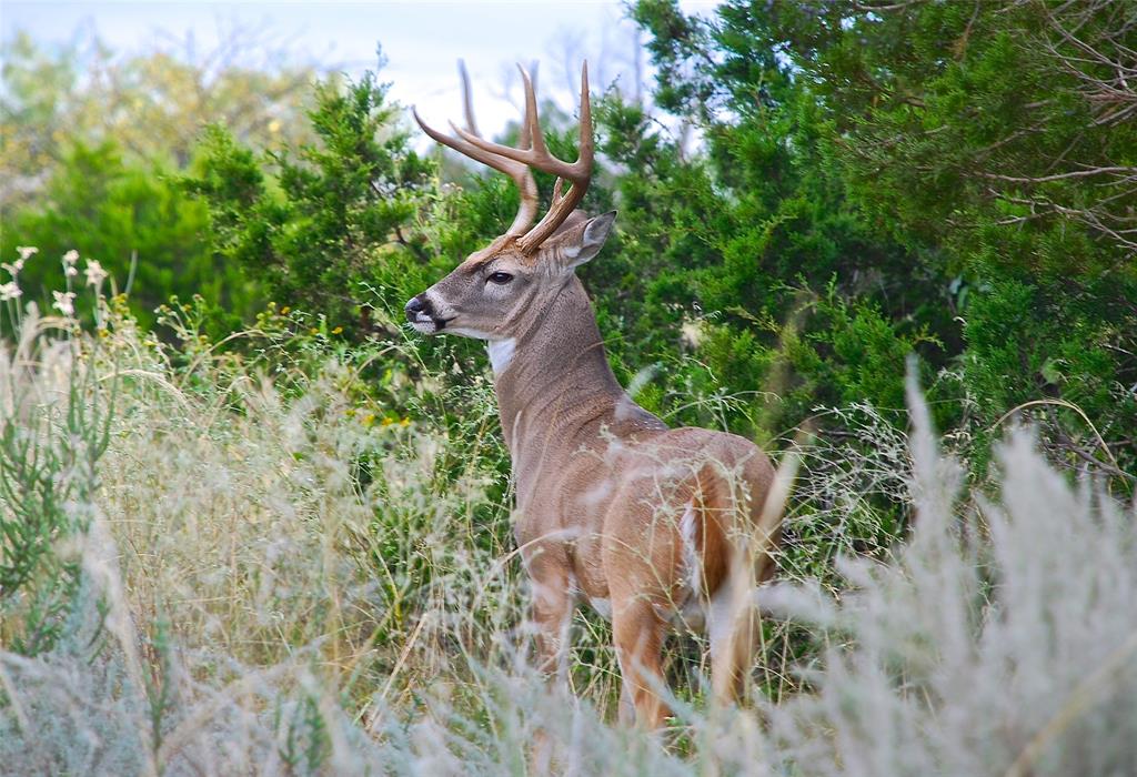 Lot 1018 Turtle Dove Lane