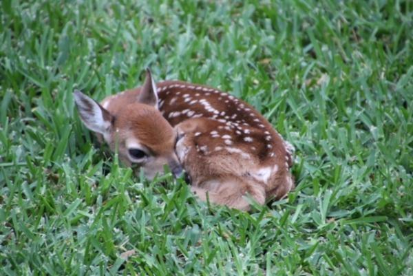 The Wilderness - Land