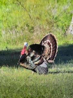 AB 1091 WA Gulledge - Residential