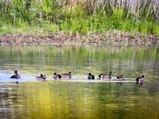 AB 1091 WA Gulledge - Residential