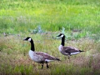 AB 1091 WA Gulledge - Residential