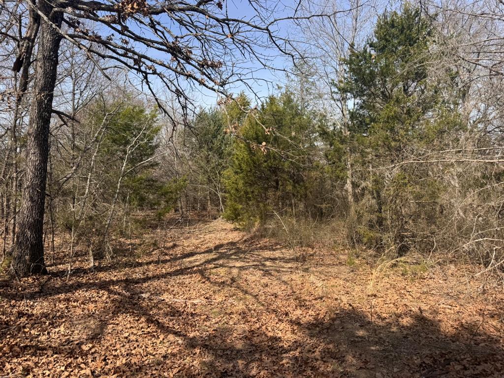 P Davis Surv Abs #335 - Land