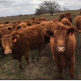 Ponderosa Valley Ph III - Residential