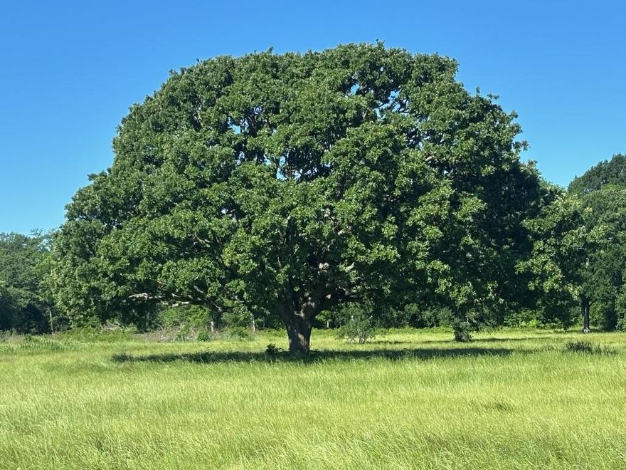 WELCOME TO YOUR 14 ACRE PARADISE!!!! This land is EXCEPTIONALLY BEAUTIFUL with MIXED HARDWOODS, including HUGE and GORGEOUS OAK TREES.  APPROXIMATELY 2.80 ACRES out of flood plain to build your dream home, barndominium or log cabin for weekend getaways or your permanent home place.  This land has the South Sulphur River running through it at the back of the property, with approximately 700' of river
frontage.  This property offers a unique canvas with both usable land and recreational land for hunting-fishing, four wheeling, horses, and much more.
Escape from the big city to this country getaway and grab it before it is gone!!!!!