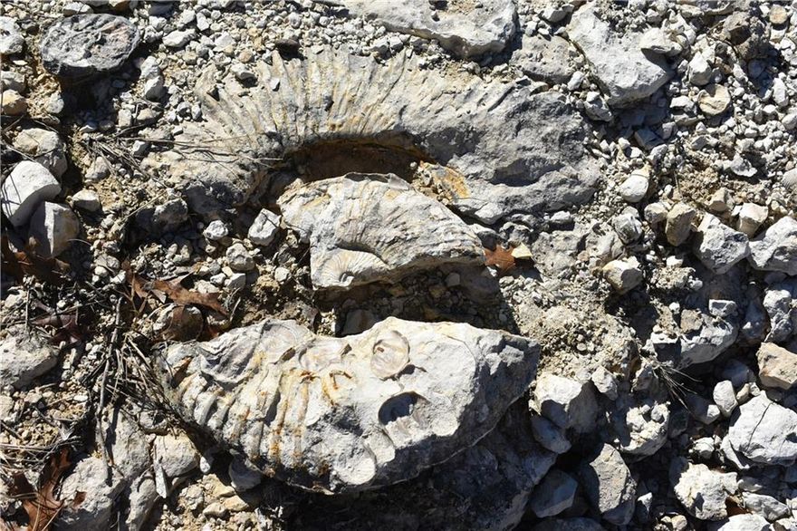 FOSSIL RIDGE RANCH HAS A SPECTULAR VIEW OF THE COUNTRYSIDE - ONE OF THE BEST IN BOSQUE COUNTY.  The beautiful hilltop home was completed in 2012 and offer excellence in every detail.  There are four bedrooms plus a bunk room and 5 bath plus a half bath.  The living - dining - kitchen is large and open and offers a view of the area from the many windows.  Step outside to the covered patio which has an outdoor kitchen, fireplace, TV hookups, and enough room to entertain a large crowd.  Just beyond the covered patio is a great firepit. The house is so amazing it's hard to put into words - a must see to appreciate.  There is a large metal barn with 3 horse stalls plus a shop area.

Thre is also a 2-story farm house which has been restored and takes you back to a bygone era where the family ate supper in the kitchen.  There are 3 bedrooms - 2 bath - both a living room and a den.  This would be a great place for a 2nd family or overflow company.  There is over 2100 sq. ft. of charm in this home.  Just off the back porch is a swimming pool PLUS there is also a selfcontained guesthouse.  The red barn behind the farm house also has working pens. 

There are two Trinity wells - one at the main house and one at the farm house.  THERE'S MORE!  There is lifetime free internet for the property.

The name "FOSSIL RIDGE RANCH" comes from the abundant fossils on the property, especially in one area aptly called 'fossil ridge'.

This is the perfect place to enjoy life!