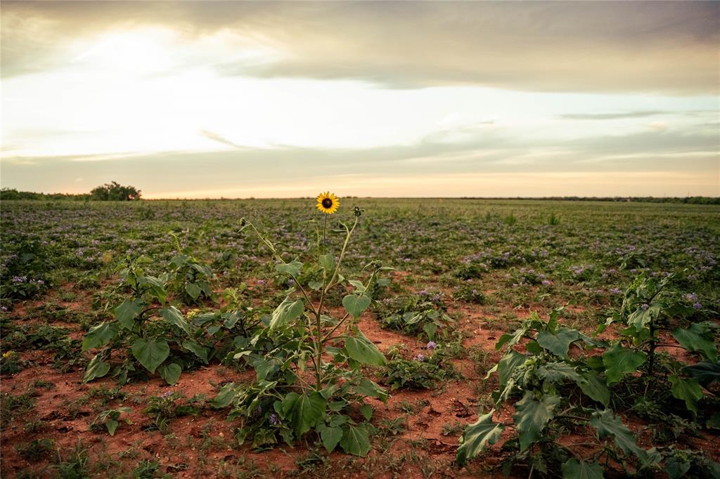 Guadalupe County School - Farm