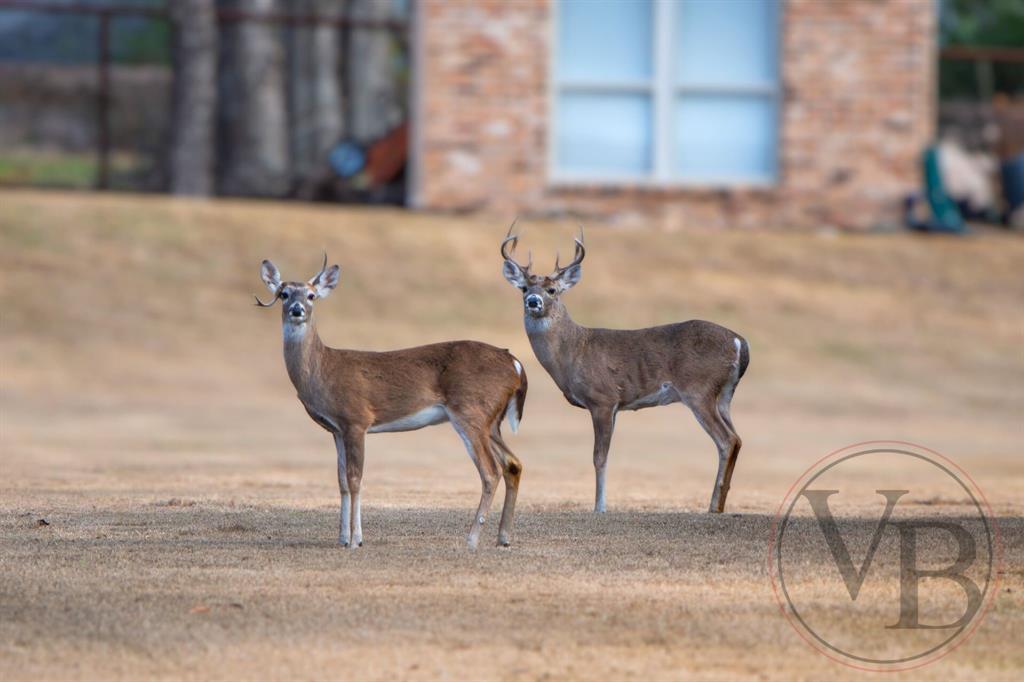Pecan Plantation - Land