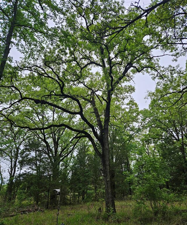 Forest Grove Sub - Land