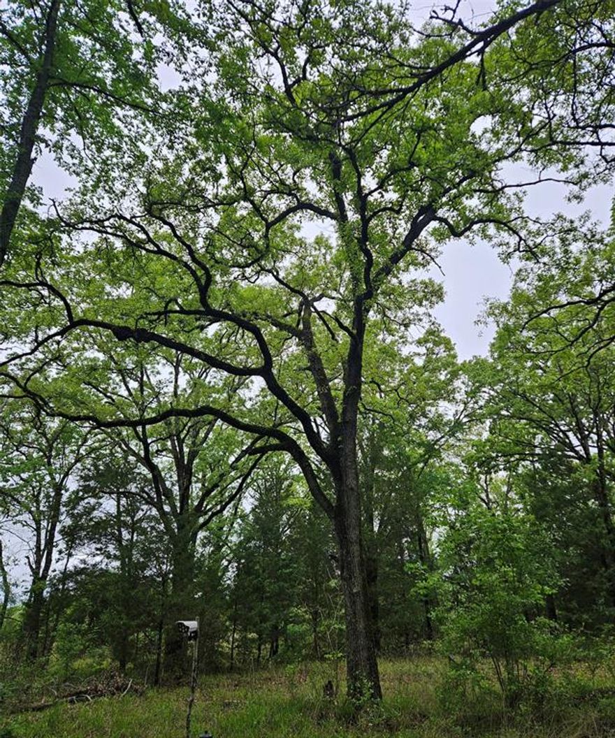 Over 5 Acres of Country Living!
Enjoy the freedom of no known restrictions on this beautiful property featuring mature oak trees, hardwood timber, and native Texas vegetation. Perfect for nature lovers — you’ll often spot deer, wild hogs, and other local wildlife roaming the area. Located in the highly sought-after Malakoff ISD.

Agents and buyers to do their own due diligence regarding utilities and restrictions.