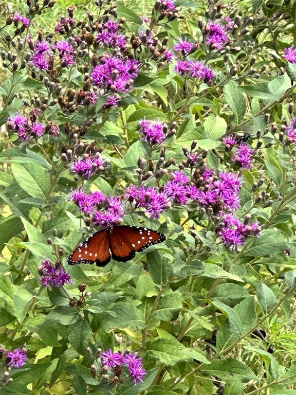 Acres 267.93, A0656 ROGERS MAGNUS T; A0313 GREEN - Farm