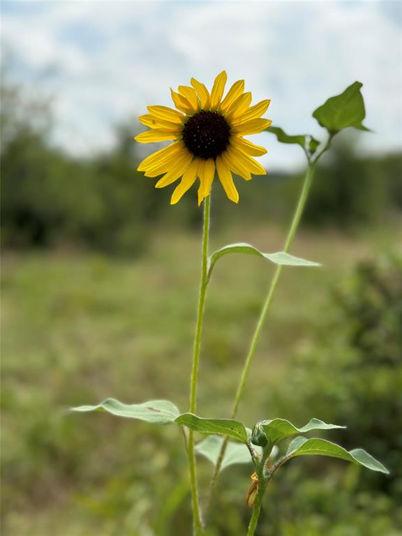Acres 267.93, A0656 ROGERS MAGNUS T; A0313 GREEN - Farm