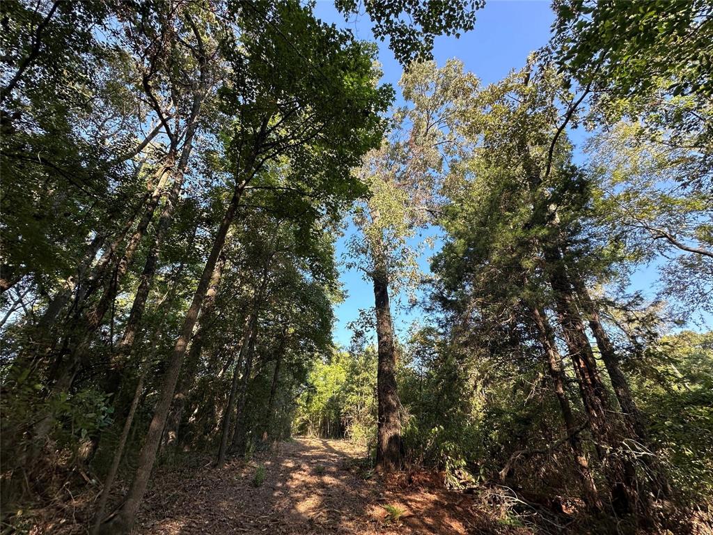 E O'conner Surv Abs #384 - Land