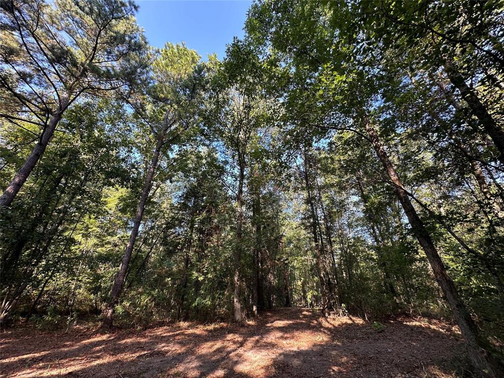 E O'conner Surv Abs #384 - Land