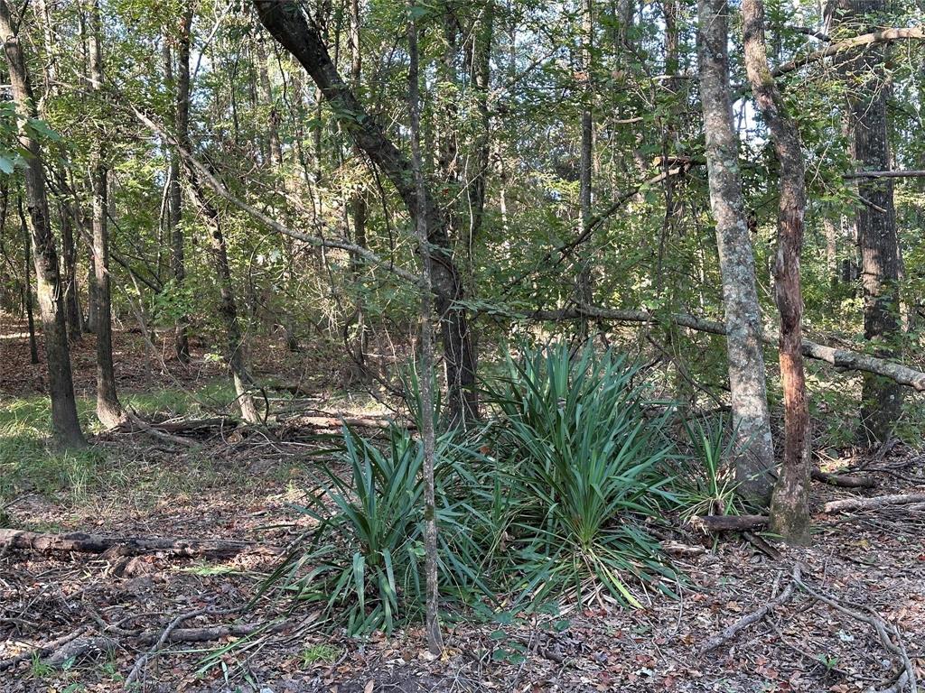 E O'conner Surv Abs #384 - Land