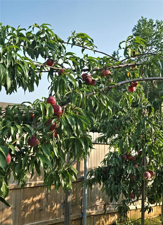 Saddle Hills Estate Ph 01 - Residential