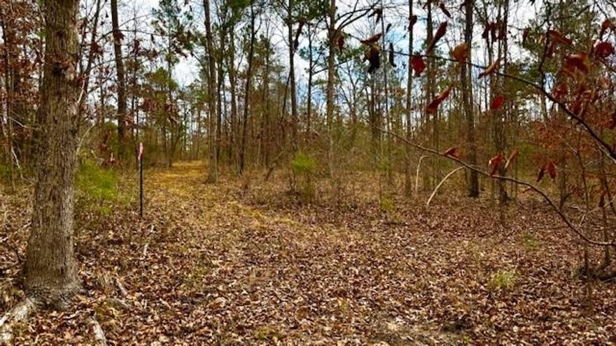 LOT 2 is a beautiful 10.01 ACRE property and if more land is desired, the adjacent LOT 3 has an additional 10.01 acres for sale. See listing MLS 21086126 (536 An County Road 1233, PALESTINE, TX).  Country living and hunter's paradise within a few miles of Richland Chambers Lake, Lake Palestine and the small town of Palestine, gives you the perfect place to not only enjoy the outdoors, but gives you the quiet peacefulness of a place to camp. This unique offering  provides the extraordinary privacy of multiple acres combined with the potential for a custom-built, single-family home. The property features an estimated 10+ acres of potential buildable land-a rare find for a private residence. It has access to power at the paved country road running adjacent to the property. Key characteristics include tree cover, which varies from dense or sparse, and a mix of tree species, from deciduous or evergreen. Contains rolling topography as well as level terrain in some areas. Several areas have been cleared while others remain wooded. A small, clear spring  creek runs along the back of the property. This property is the perfect location for the active outdoorsman or nature enthusiast. Land has old growth hardwood and just the place you envision those trophy Whitetails hiding out as well as hogs. Don't miss this opportunity to see and experience this rare find. Buyer will be responsible for septic, well and electricity installation after closing.