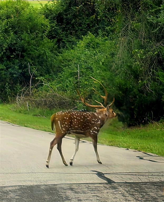 Safari Waters Ranch - Land