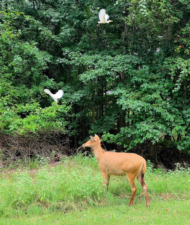 Safari Waters Ranch - Land