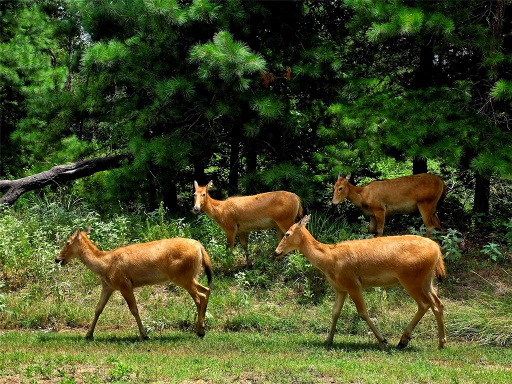 Safari Waters Ranch - Land