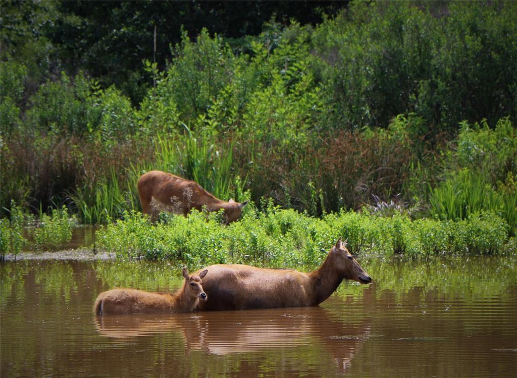 Safari Waters Ranch - Land