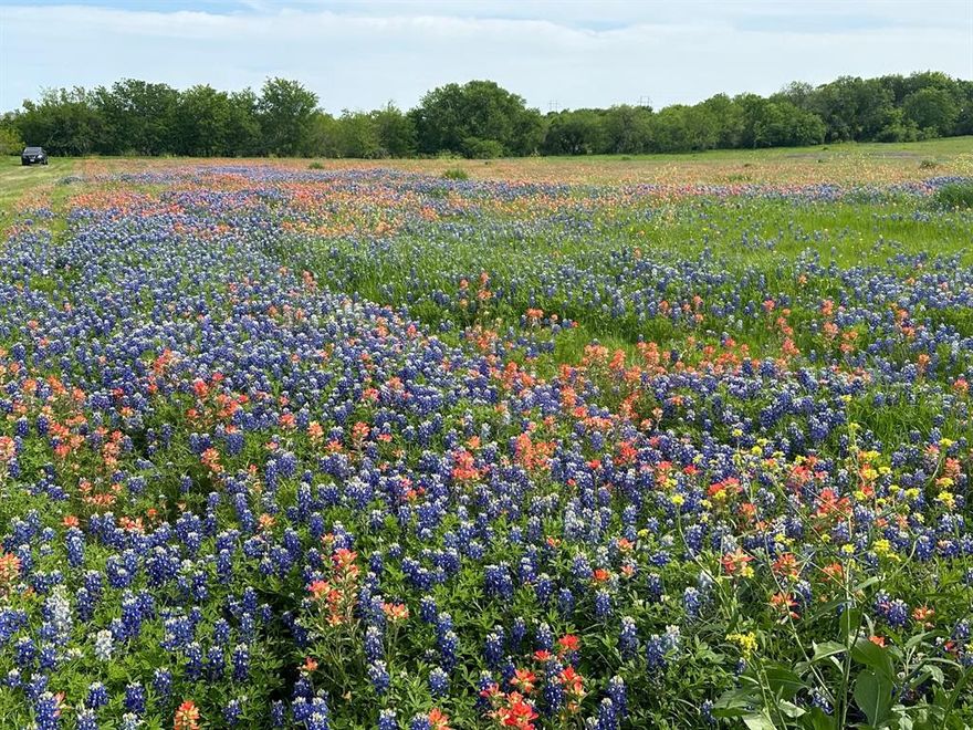 Discover breathtaking country views and pristine vistas from this exceptional homesite on the renowned Texas Bluebonnet Trail. Sitting at one of the highest elevations in the area, the land is cleared, well-drained, and fully prepared for your dream build.

Key highlights include:

Infrastructure Ready: 6-inch water line on site with a reserved water meter and 3-phase electricity already in place.

Convenience & Access: Approximately 150 feet of state highway frontage for easy access.

Scenic Appeal: Enjoy a stunning 260 feet of lake-view property line at the rear—perfect for peaceful sunsets or adding a stock tank.

Ready to Build: Subdivided and professionally surveyed in 2023, offering a seamless start for residential or recreational construction.

Located just 30 minutes from Downtown Dallas and only 5 minutes to historic Downtown Ennis, you’ll be close to upscale dining, shopping, and local charm while embracing serene country living.