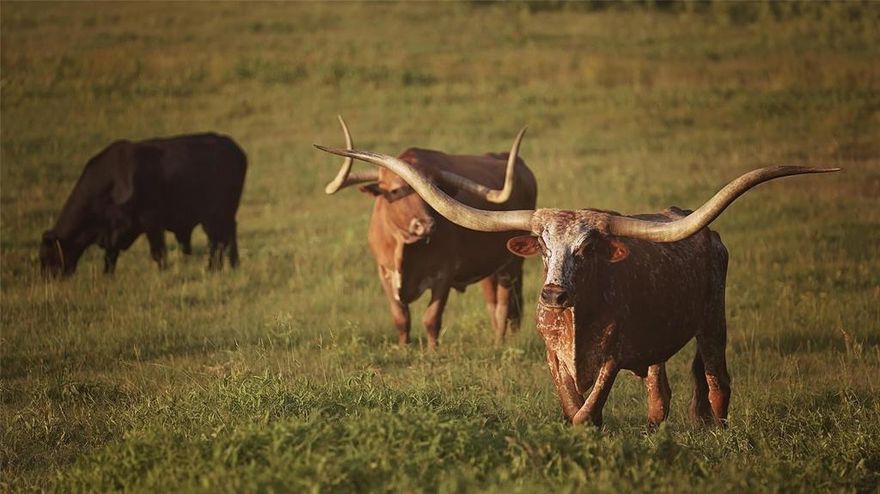 Discover the unmatched beauty and functionality of CJR Ranch, a premier 425-acre property in the heart of Henderson County. Currently operating as a productive cattle and horse ranch, this expansive estate offers a blend of open pasture, mature hardwoods, and rolling terrain with dramatic elevation changes that showcase sweeping views of the East Texas countryside.

At the center of the ranch sits a charming 3-bedroom residence, perfectly situated to take in the scenic surroundings. A large barn provides ample space for livestock, equipment, and storage, making this property ideal for ranching, recreation, or future development. Multiple lakes and ponds are scattered across the land, offering natural water resources for livestock and enhancing the property’s recreational appeal—whether for fishing, wildlife, or simply enjoying peaceful afternoons by the water. With its combination of size, water features, and topography, CJR Ranch is a rare opportunity for those seeking a working ranch, private retreat, or long-term investment in one of East Texas’s most desirable regions.