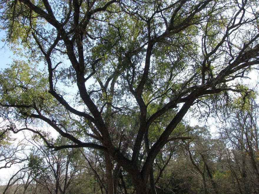 16.5 Acres, also known as Lot 42 in Phase 4 of Rio Escondido Subdivision in Evant, TX. The property has great elevation with beautiful views, as well as good tree cover, primarily consisting of oaks, mesquites, and cedar. The property has Dry Branch creek frontage along the back of the property. Electricity from Hamilton County Electric Coop and Fiber Optic Internet service from Central Texas Telecommunication out of Goldthwaite, TX. The property is centrally located, about 30 minutes from Gatesville, Hamilton, Goldthwaite and Lampasas and about an hour and 15 minutes from Waco, Temple, Copperas Cove-Killeen, and Stephenville.