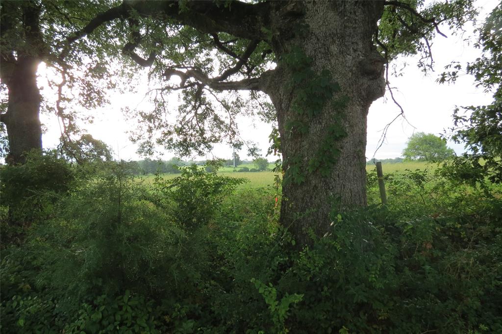 Young Acres Tract - Land