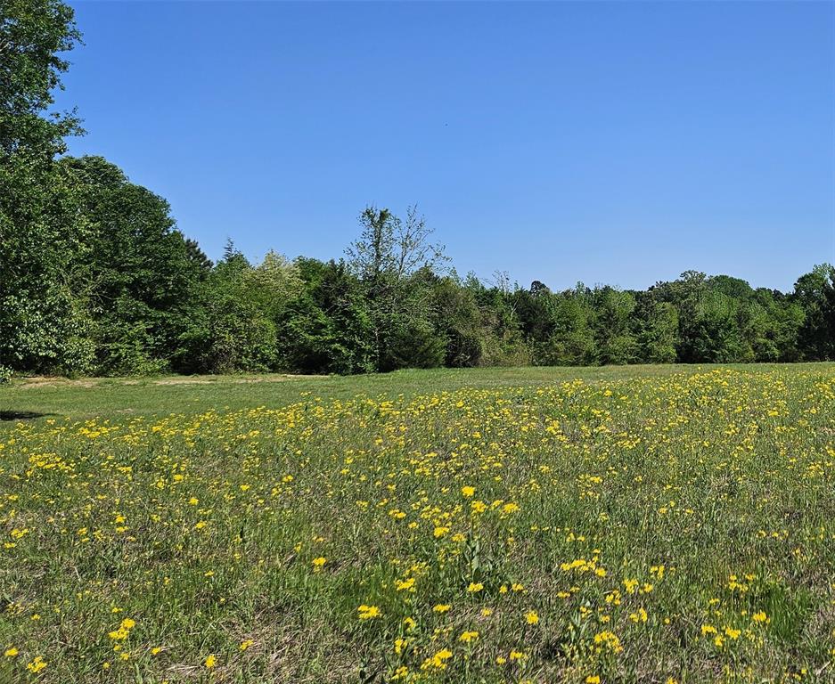 19020 Pine Meadow Lot 1 FM 317