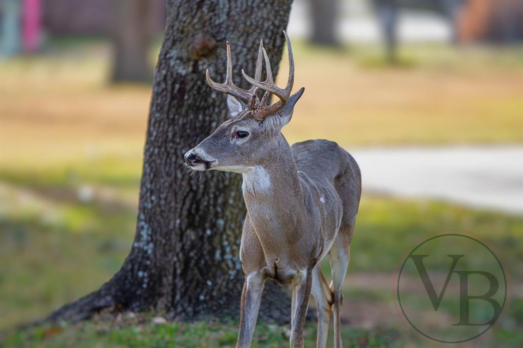 Pecan Plantation - Land