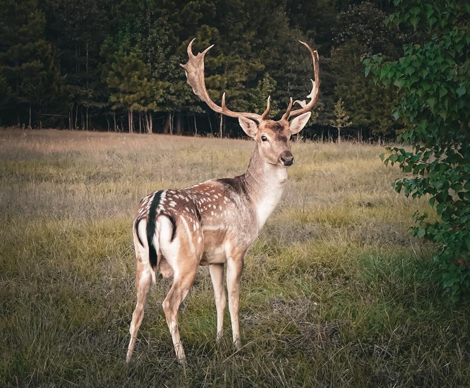 W C WAKELAND SUR - Farm