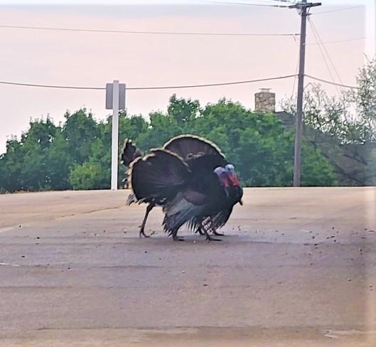 White Bluff #22 - Land