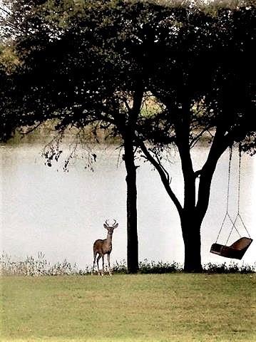 White Bluff #01 - Residential