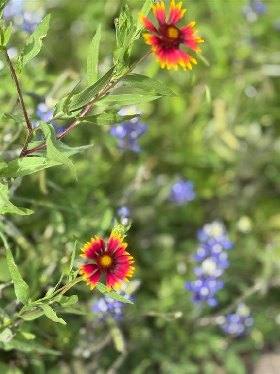 Emerald Sound At Lake Lewisvil - Residential