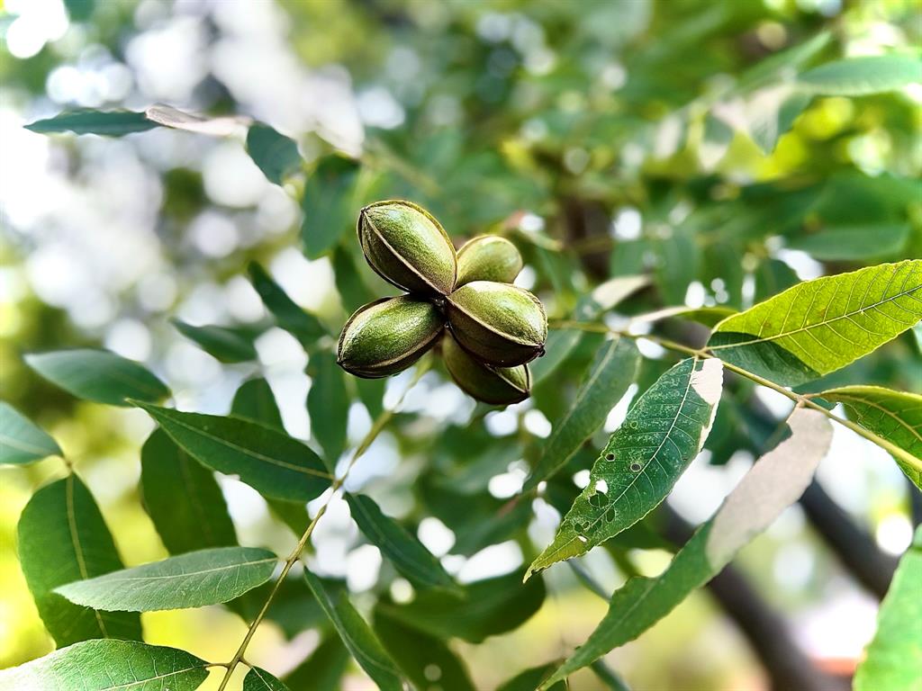 Windwood Place Add - Residential