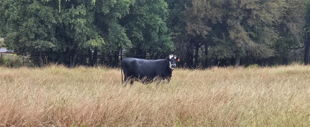 Robert Scaggs Survey - Land