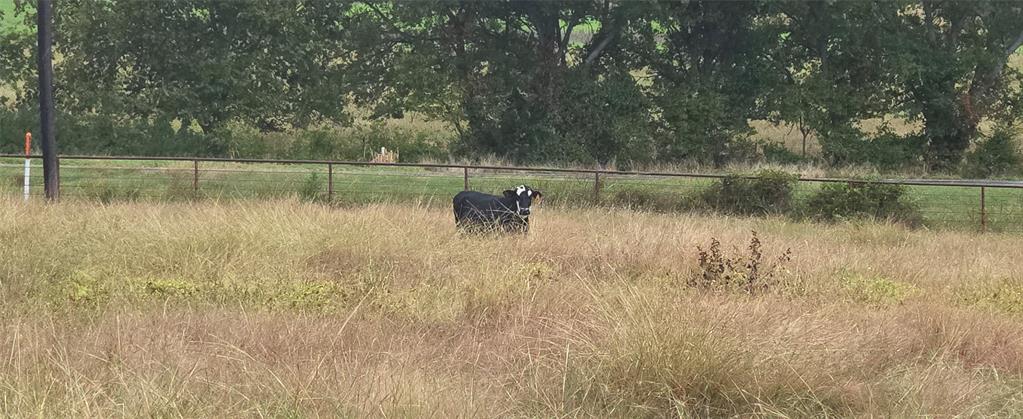 Robert Scaggs Survey - Land