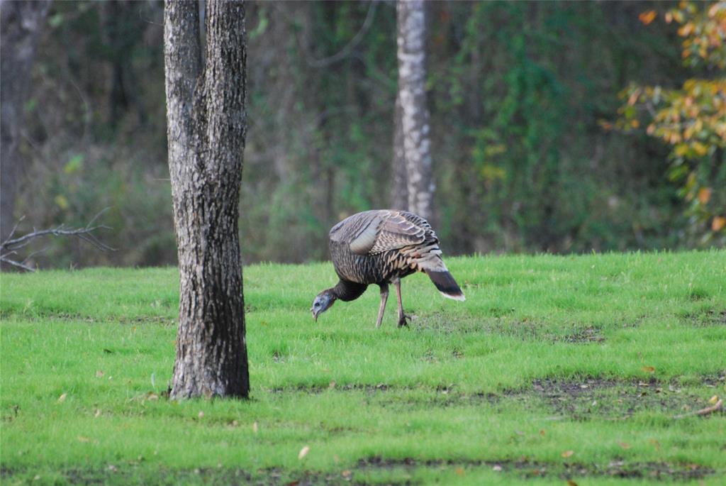 White Bluff #13 - Land