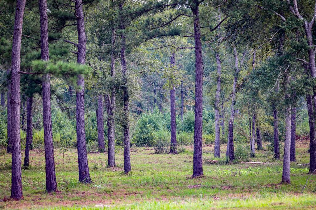 Big Cypress Bayou - Land